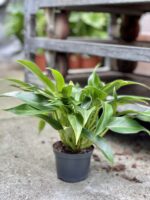 Zdjęcie rosliny doniczkowej Philodendron Little Phil, ujęcie 3