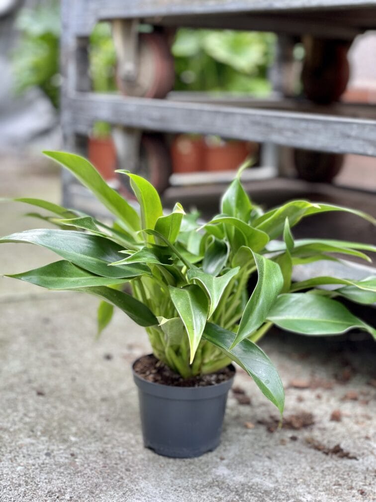 Zdjęcie rosliny doniczkowej Philodendron Little Phil, ujęcie 3