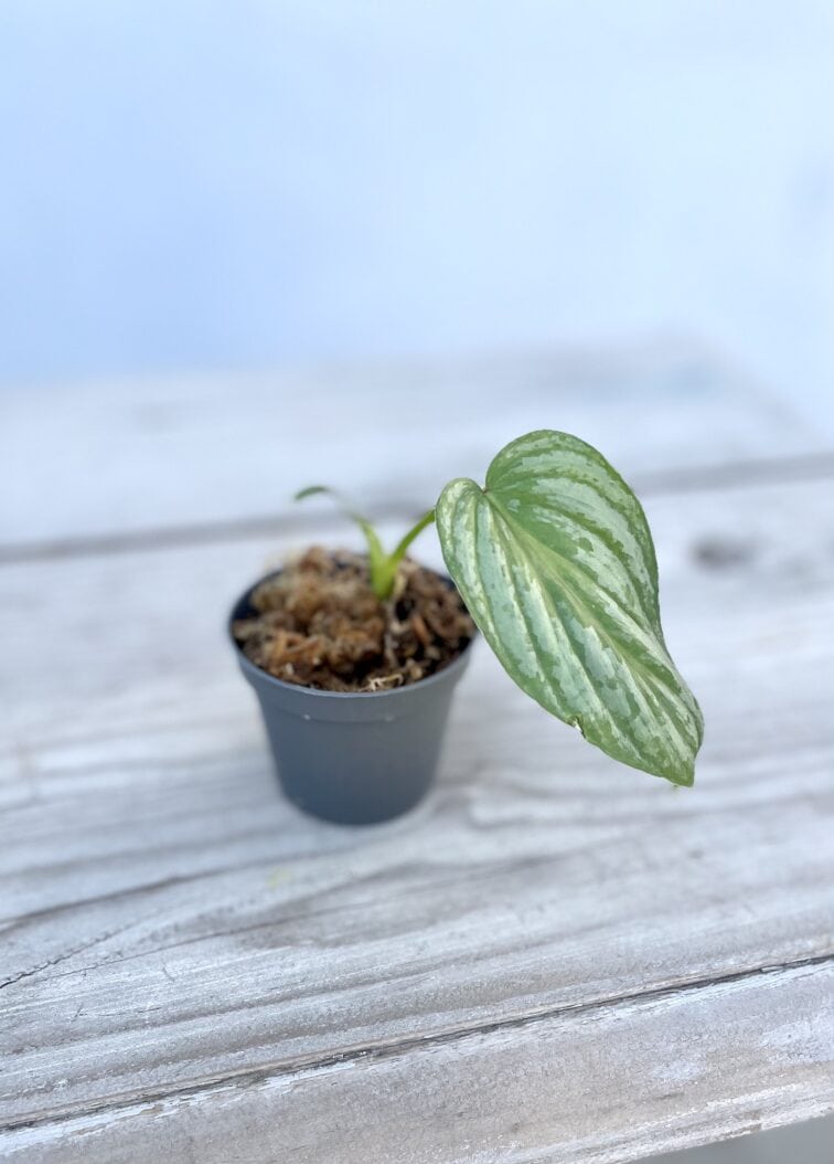 philodendron-mamei_6x10-1_1659011012.jpg Zdjęcie rosliny doniczkowej Philodendron mamei, ujęcie 1