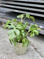 Zdjęcie rosliny doniczkowej Rhaphidophora tetrasperma (Monstera Minima), ujęcie 1