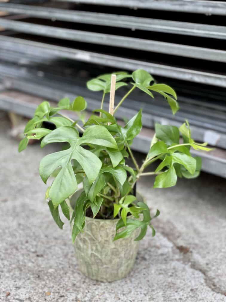 rhaphidophora-tetrasperma_13x40-1_1658568900.jpg Zdjęcie rosliny doniczkowej Rhaphidophora tetrasperma (Monstera Minima), ujęcie 1