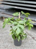 Zdjęcie rosliny doniczkowej Rhaphidophora tetrasperma (Monstera Minima), ujęcie 2