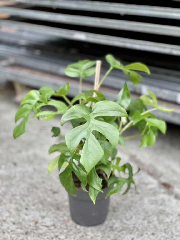 Zdjęcie rosliny doniczkowej Rhaphidophora tetrasperma (Monstera Minima), ujęcie 2