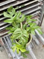 Zdjęcie rosliny doniczkowej Rhaphidophora tetrasperma (Monstera Minima), ujęcie 3