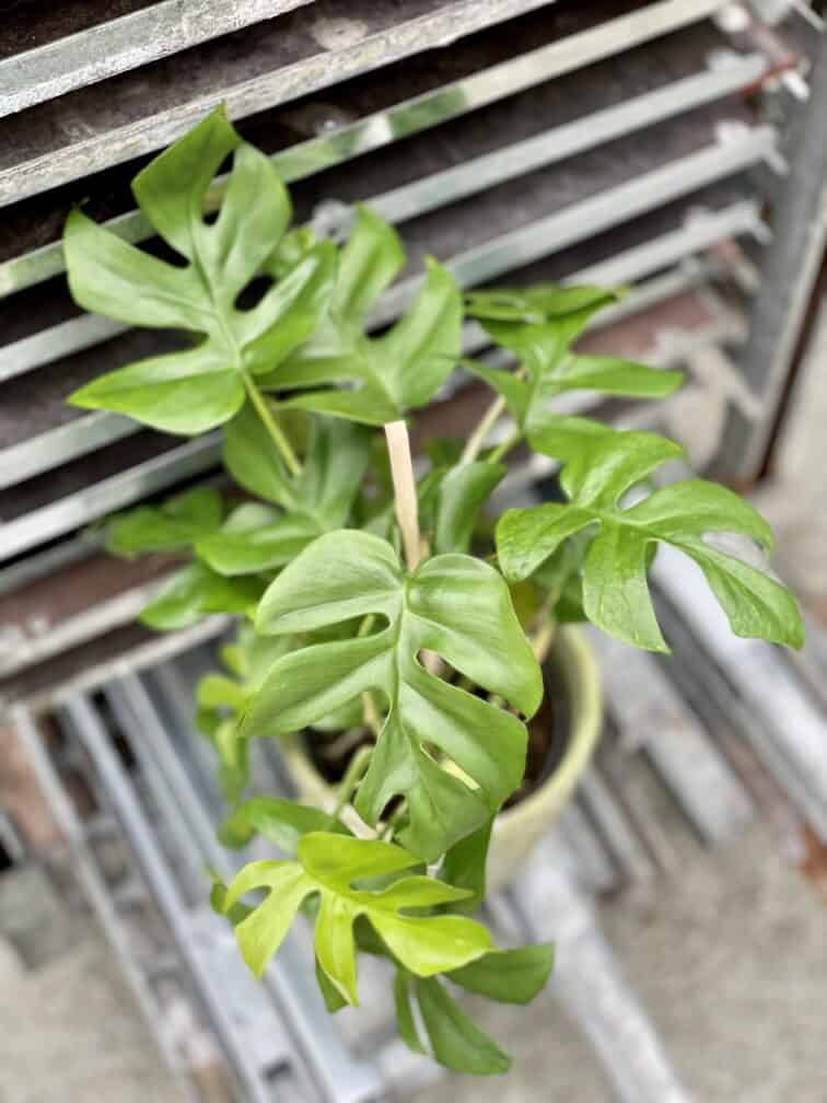 Zdjęcie rosliny doniczkowej Rhaphidophora tetrasperma (Monstera Minima), ujęcie 3