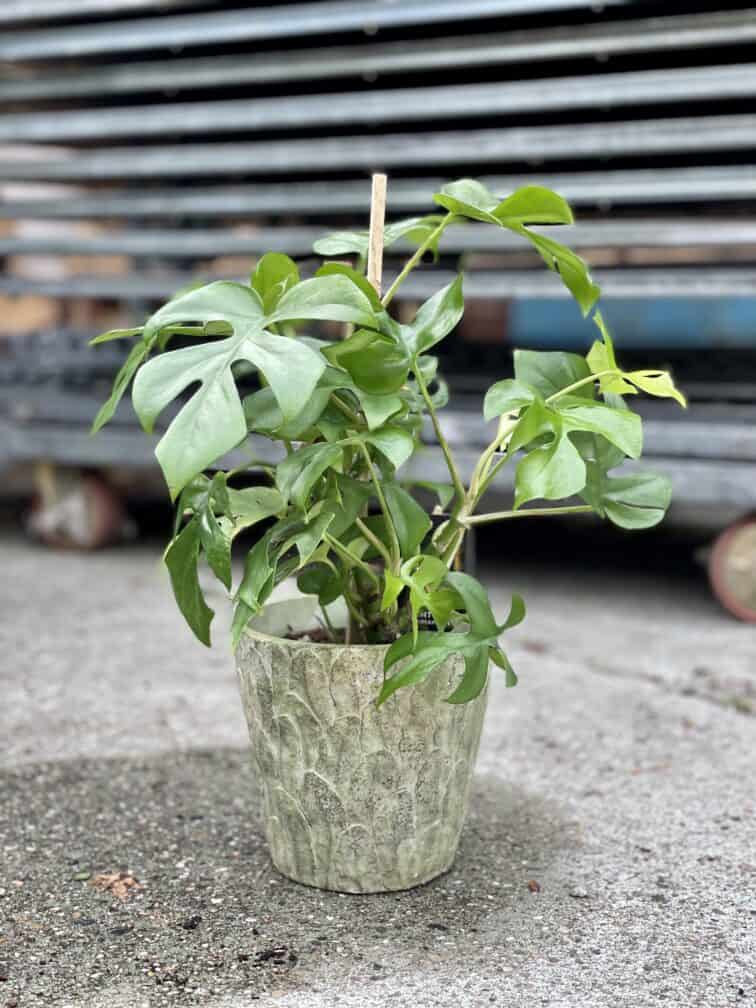Zdjęcie rosliny doniczkowej Rhaphidophora tetrasperma (Monstera Minima), ujęcie 5