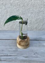 Zdjęcie rosliny doniczkowej Sadzonka Epipremnum Pinnatum Albo Variegeta 1, ujęcie 1