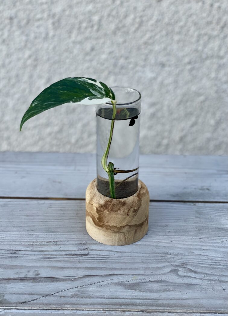 sadzonka-epipremnum-pinnatum-albo-variegeta_1x20-1_1659002585.jpg Zdjęcie rosliny doniczkowej Sadzonka Epipremnum Pinnatum Albo Variegeta 1, ujęcie 1
