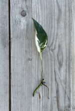 Zdjęcie rosliny doniczkowej Sadzonka Epipremnum Pinnatum Albo Variegeta 1, ujęcie 2
