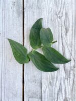 Zdjęcie rosliny doniczkowej Sadzonka pędowa Rhaphidophora Korthalsii 1, ujęcie 2