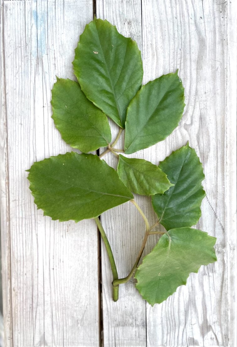 Zdjęcie rosliny doniczkowej Sadzonka pędowa Tetrastigma Voinierianium 1, ujęcie 2