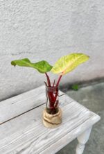 Zdjęcie rosliny doniczkowej Sadzonka Philodendron Painted Lady 1 1, ujęcie 1