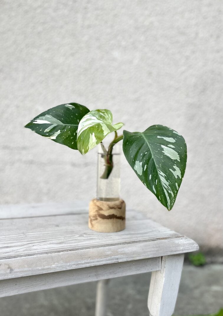 sadzonka-philodendron-white-princess_1x20-1_1659003306.jpg Zdjęcie rosliny doniczkowej Sadzonka Philodendron White Princess 1, ujęcie 1