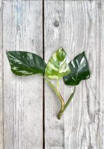 Zdjęcie rosliny doniczkowej Sadzonka Philodendron White Princess 1, ujęcie 2