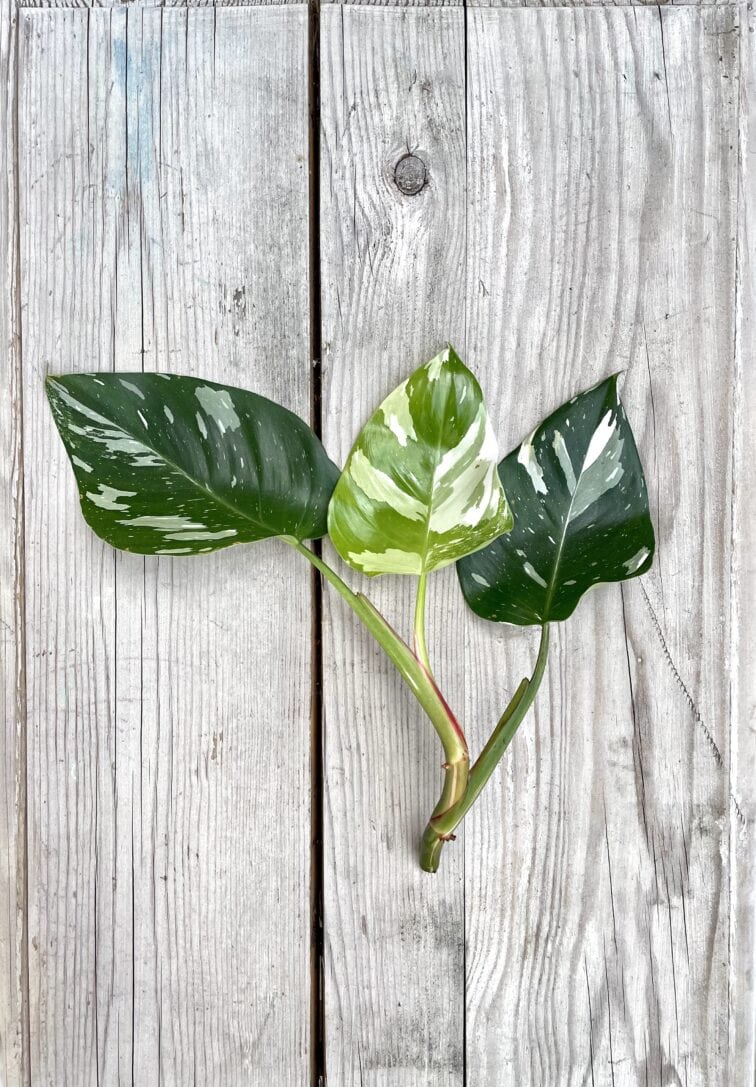 Zdjęcie rosliny doniczkowej Sadzonka Philodendron White Princess 1, ujęcie 2