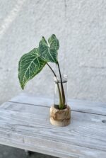 Zdjęcie rosliny doniczkowej Sadzonka Syngonium Batik 1, ujęcie 1