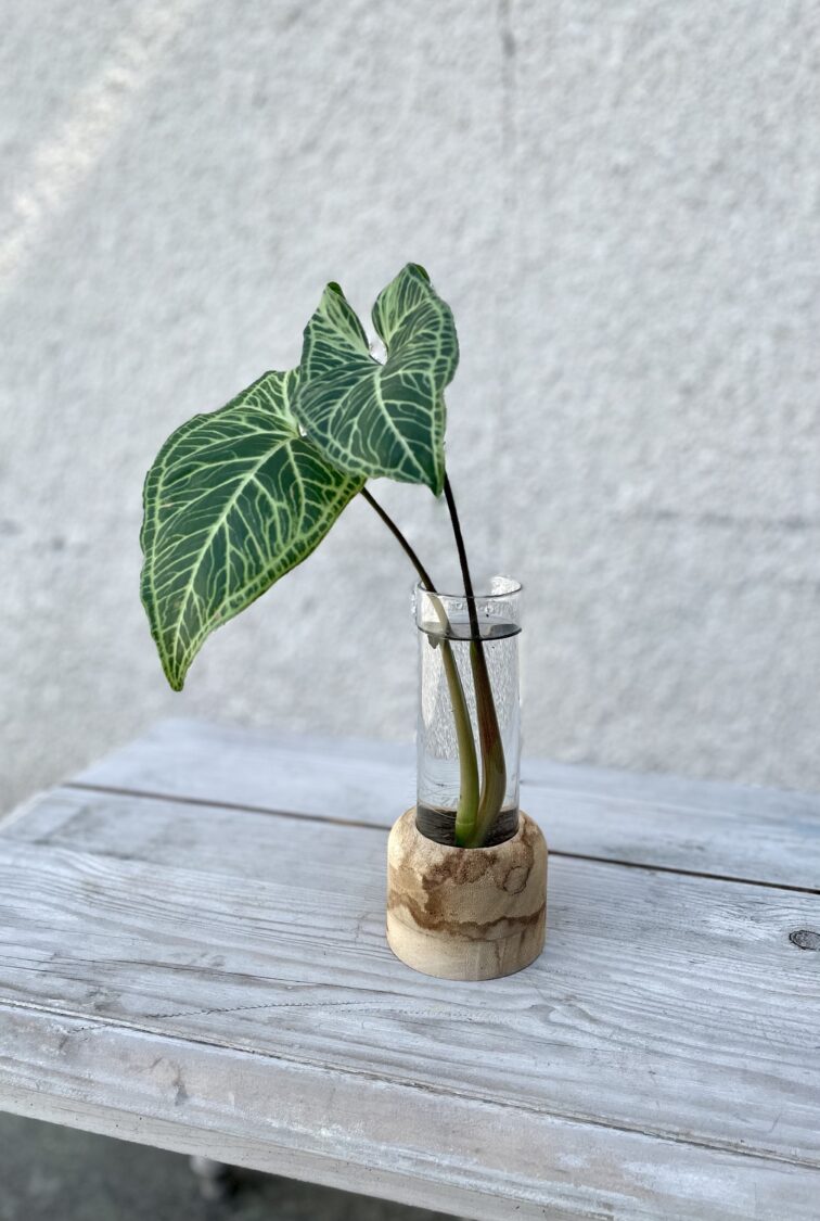 Zdjęcie rosliny doniczkowej Sadzonka Syngonium Batik 1, ujęcie 1