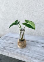 Zdjęcie rosliny doniczkowej Sadzonka Syngonium Panda 1, ujęcie 1