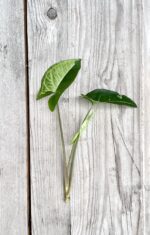 Zdjęcie rosliny doniczkowej Sadzonka Syngonium Panda 1, ujęcie 2