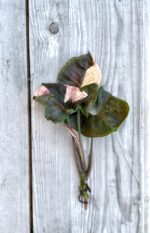 Zdjęcie rosliny doniczkowej Sadzonka Syngonium Strawberry Ice 1, ujęcie 2