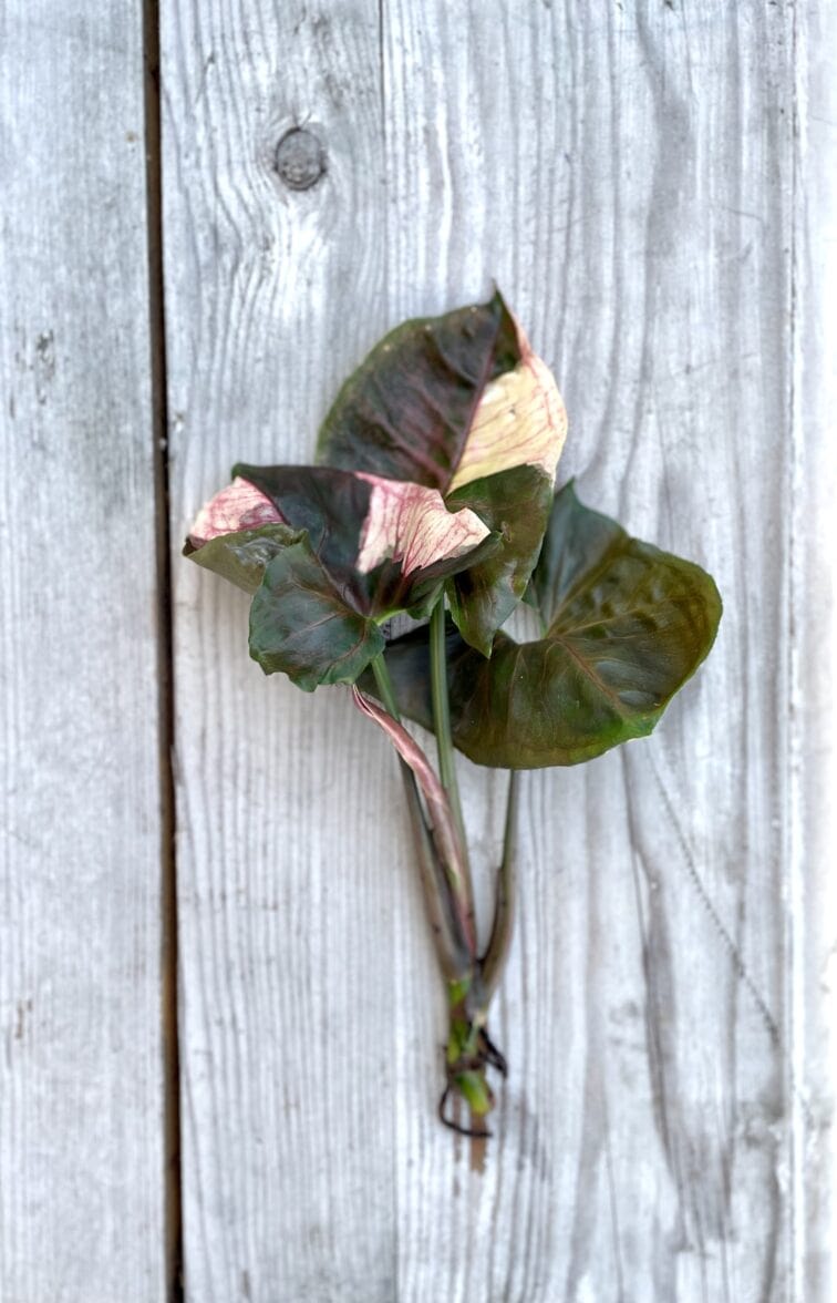 Zdjęcie rosliny doniczkowej Sadzonka Syngonium Strawberry Ice 1, ujęcie 2