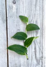 Zdjęcie rosliny doniczkowej Sadzonka szczytowa Rhaphidophora Korthalsii 2, ujęcie 2