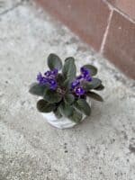 Zdjęcie rosliny doniczkowej Saintpaulia Dark Blue, ujęcie 2