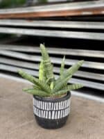 Zdjęcie rosliny doniczkowej Sansevieria cylidrica Boncellensis (Boncel), ujęcie 1
