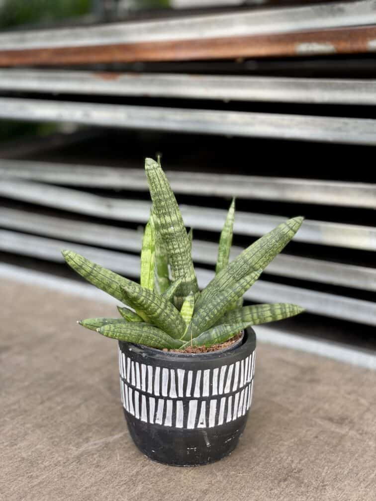 sansevieria-bocellensis_11x25-1_1657351901.jpg Zdjęcie rosliny doniczkowej Sansevieria cylidrica Boncellensis (Boncel), ujęcie 1