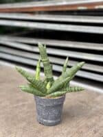 Zdjęcie rosliny doniczkowej Sansevieria cylidrica Boncellensis (Boncel), ujęcie 2