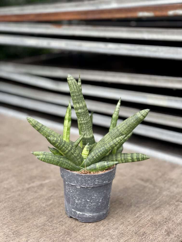 Zdjęcie rosliny doniczkowej Sansevieria cylidrica Boncellensis (Boncel), ujęcie 2