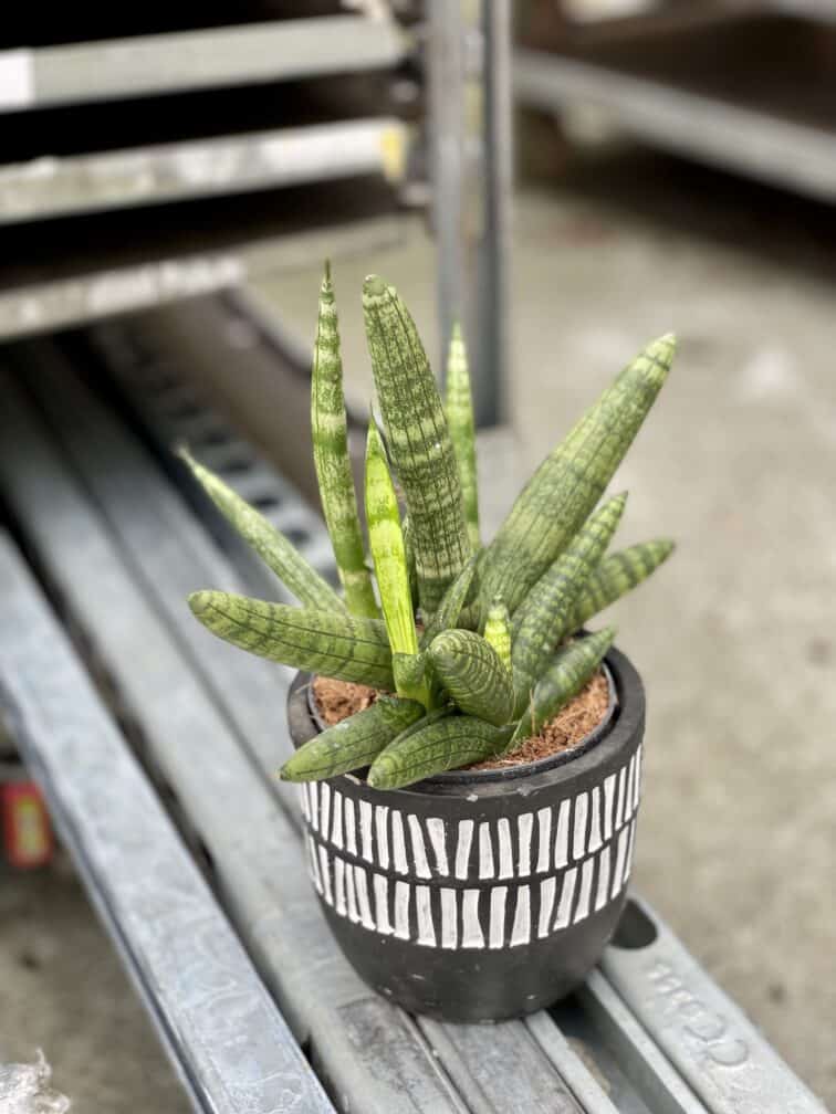 Zdjęcie rosliny doniczkowej Sansevieria cylidrica Boncellensis (Boncel), ujęcie 3