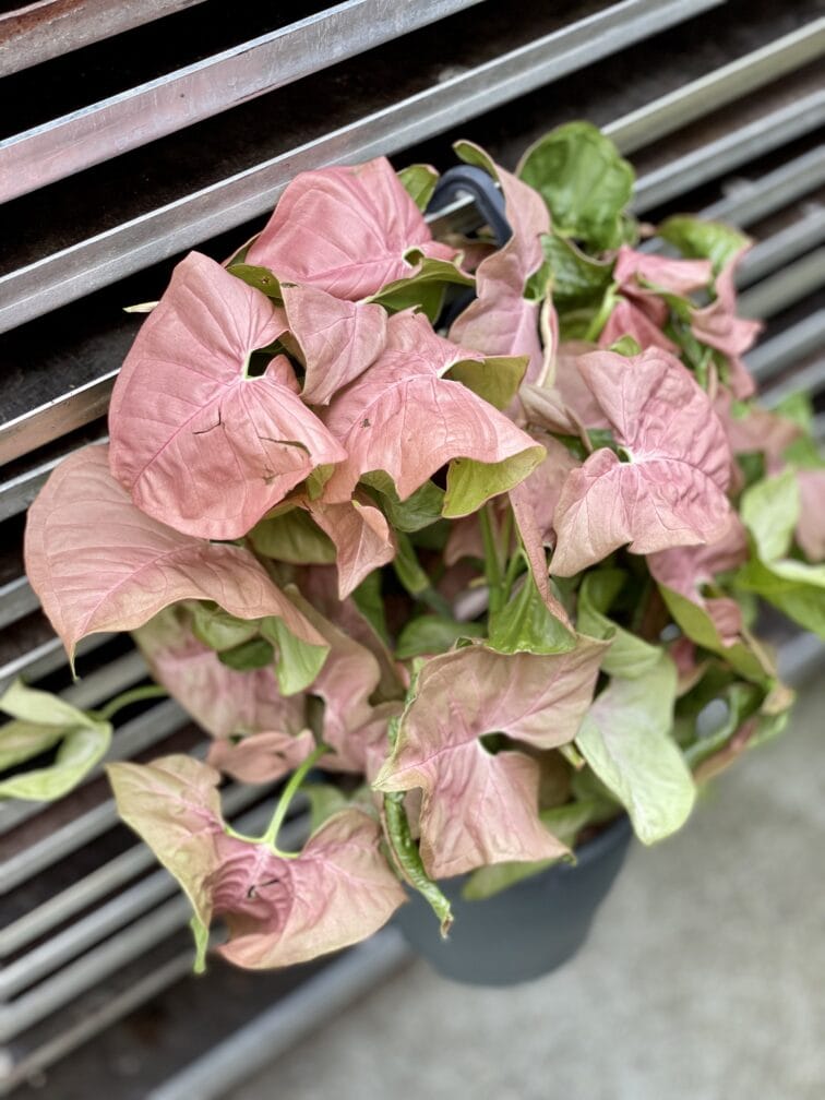 Zdjęcie rosliny doniczkowej Syngonium Neon Robusta, ujęcie 1