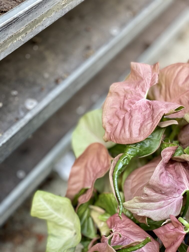 Zdjęcie rosliny doniczkowej Syngonium Neon Robusta, ujęcie 2