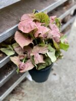 Zdjęcie rosliny doniczkowej Syngonium Neon Robusta, ujęcie 3