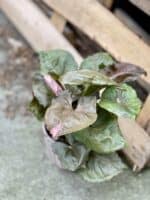 Zdjęcie rosliny doniczkowej Syngonium Strawberry Ice, ujęcie 1