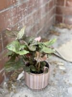 Zdjęcie rosliny doniczkowej Syngonium Strawberry Ice, ujęcie 2