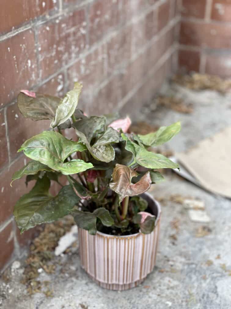 Zdjęcie rosliny doniczkowej Syngonium Strawberry Ice, ujęcie 2