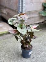 Zdjęcie rosliny doniczkowej Syngonium Strawberry Ice, ujęcie 3