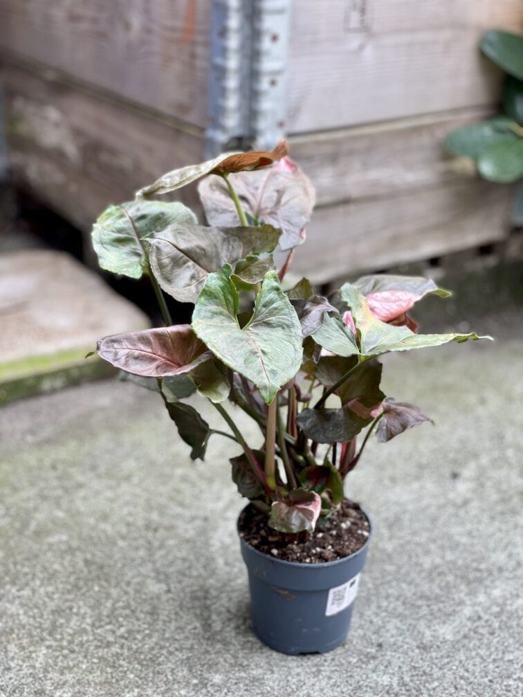 Zdjęcie rosliny doniczkowej Syngonium Strawberry Ice, ujęcie 3