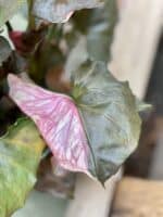 Zdjęcie rosliny doniczkowej Syngonium Strawberry Ice, ujęcie 4