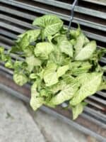 Zdjęcie rosliny doniczkowej Syngonium White Butterfly, ujęcie 2