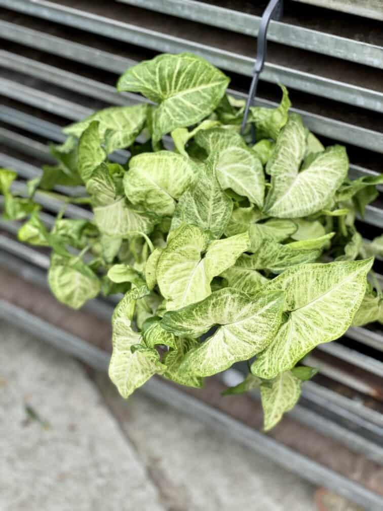 Zdjęcie rosliny doniczkowej Syngonium White Butterfly, ujęcie 2