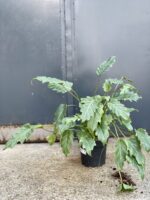 Zdjęcie rosliny doniczkowej Thaumatophyllum Xanadu, ujęcie 3