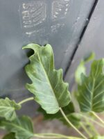 Zdjęcie rosliny doniczkowej Thaumatophyllum Xanadu, ujęcie 4