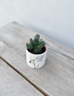 Zdjęcie rosliny doniczkowej Adromischus Cooperii, ujęcie 1