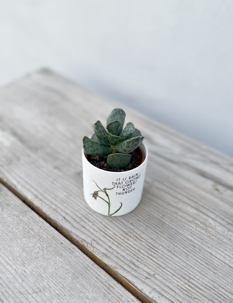 Zdjęcie rosliny doniczkowej Adromischus Cooperii, ujęcie 1