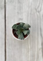 Zdjęcie rosliny doniczkowej Adromischus Cooperii, ujęcie 2