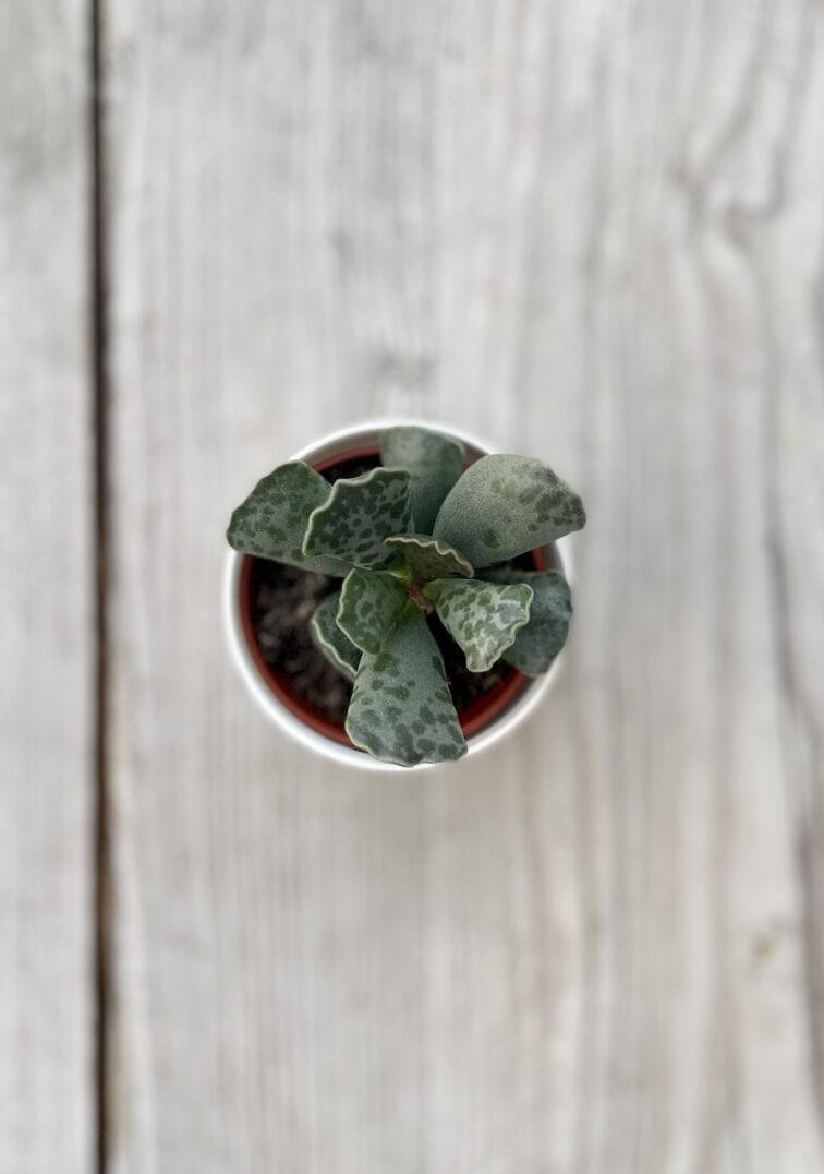Zdjęcie rosliny doniczkowej Adromischus Cooperii, ujęcie 2