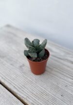 Zdjęcie rosliny doniczkowej Adromischus Cooperii, ujęcie 3